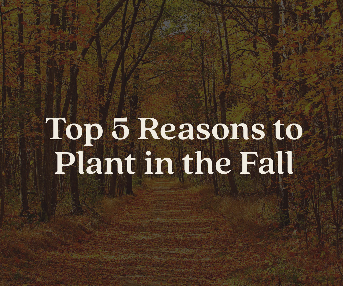 Top 5 Reasons to Plant in the Fall