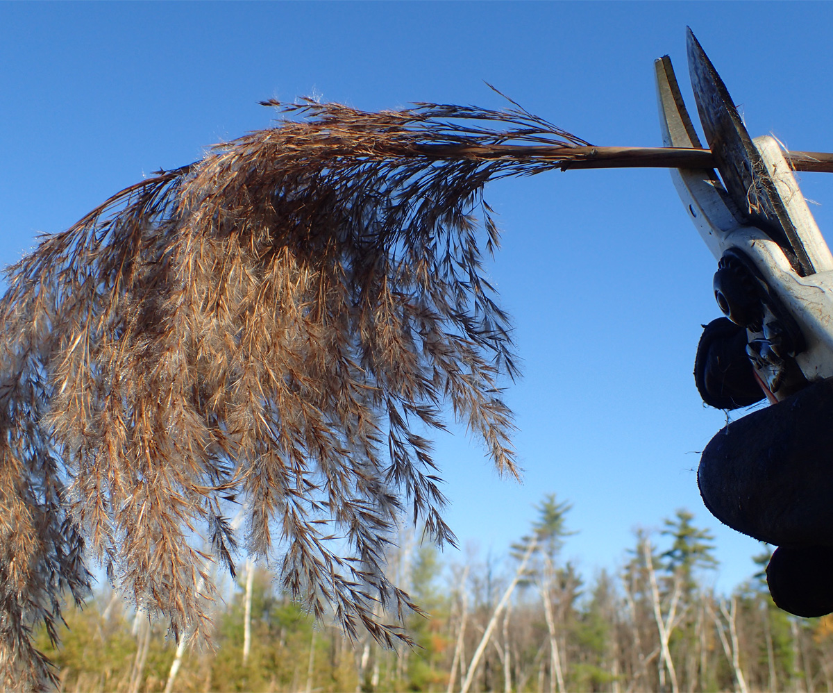 The Battle Against Invasive Species