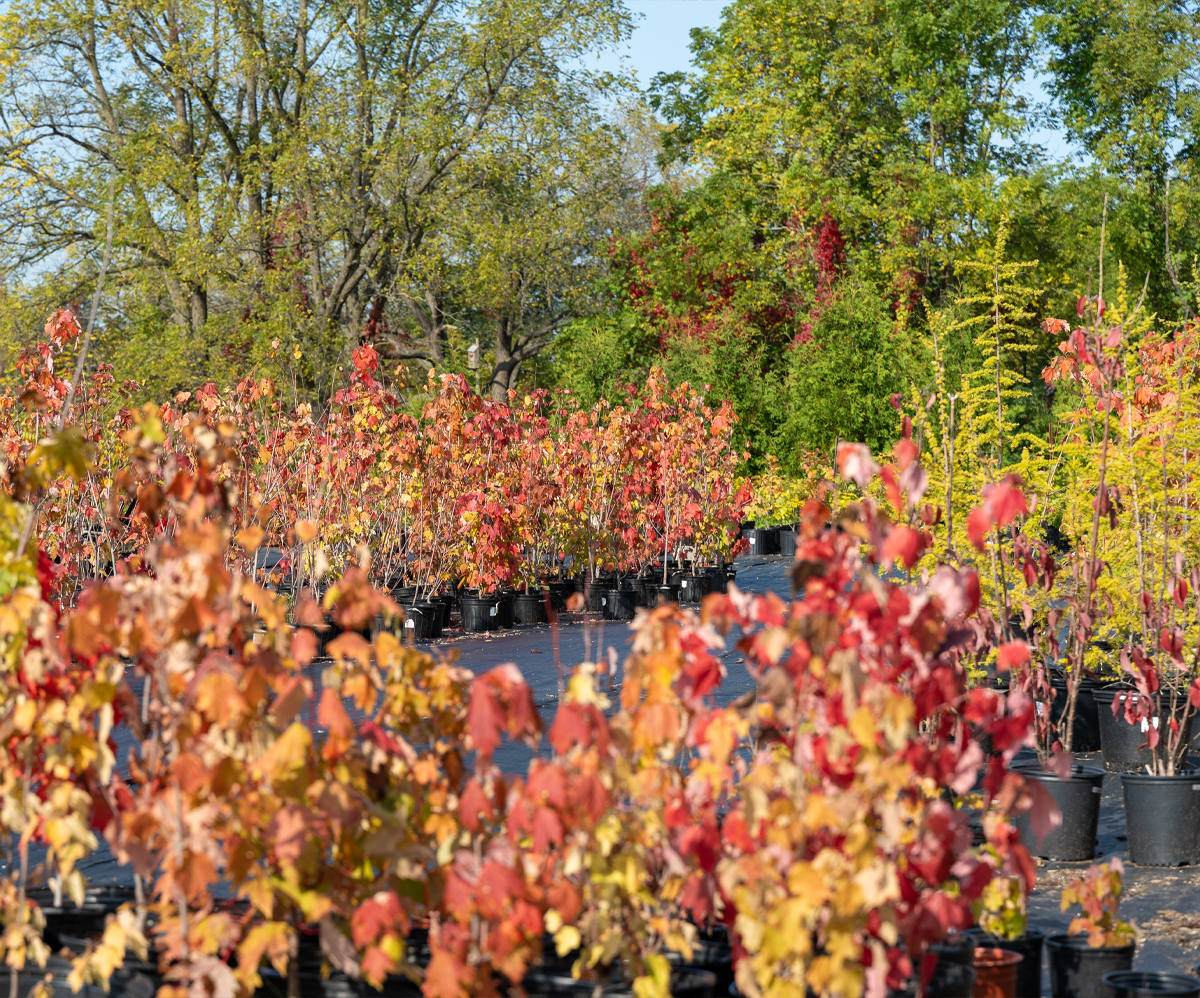 Fall Gardening: The Benefits of Planting Native Species in the Autumn Months