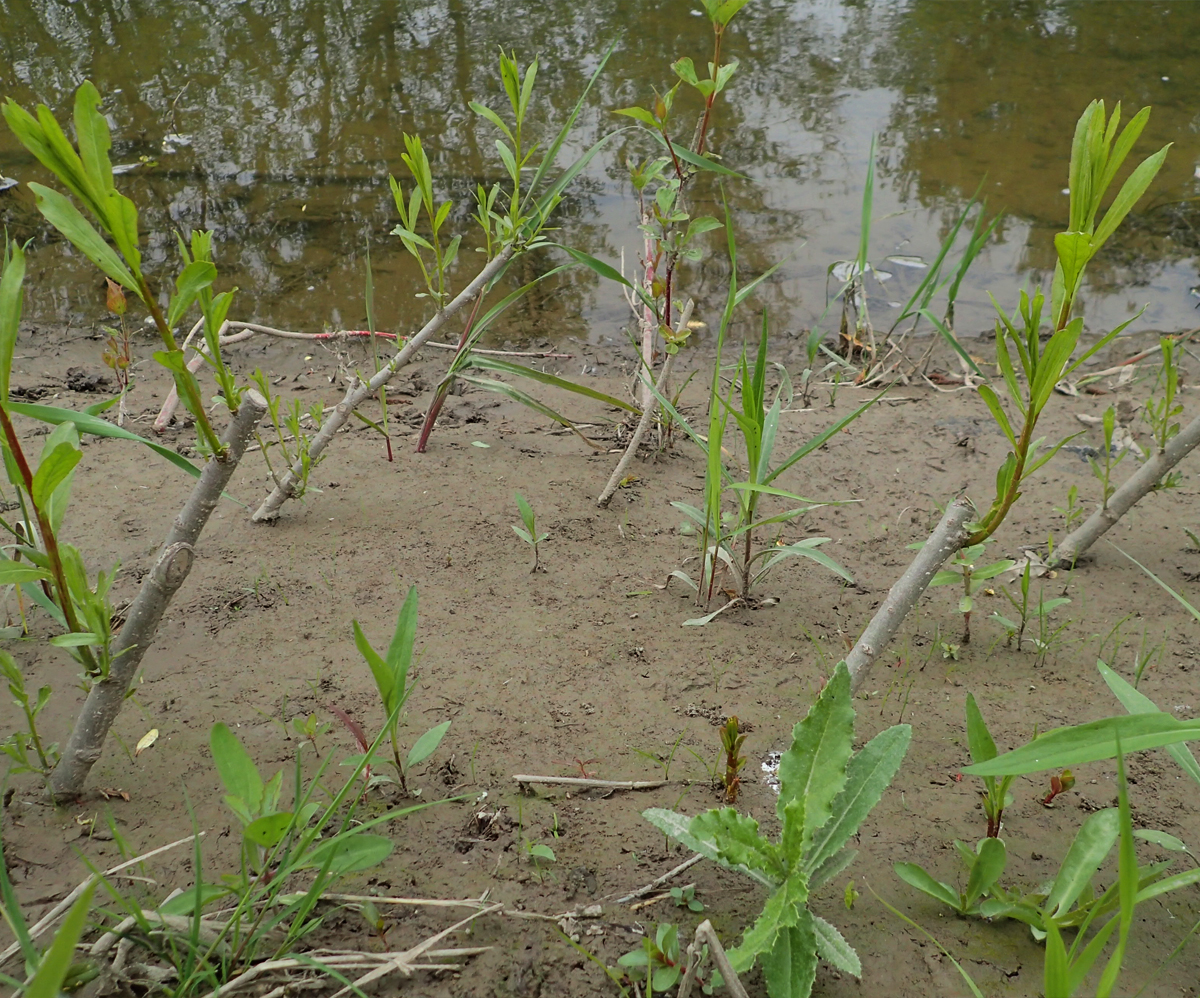 Rooting for the Environment: Exploring the Wonders of Live Staking