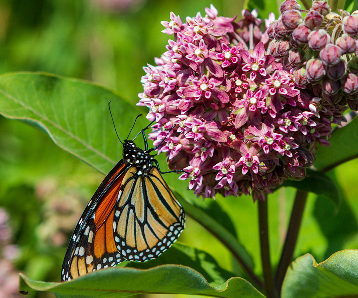 Benefits of Planting Native Species in your Garden